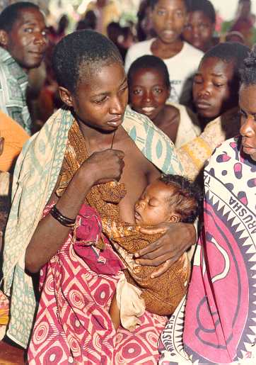 352x505 pixels (35,0K)